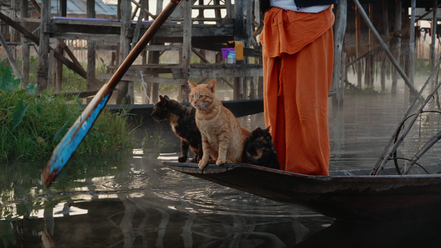 『劇場版 岩合光昭の世界ネコ歩き　あるがままに、水と大地のネコ家族』　(C)「劇場版 岩合光昭の世界ネコ歩き2」製作委員会　(C) Mitsuaki Iwago