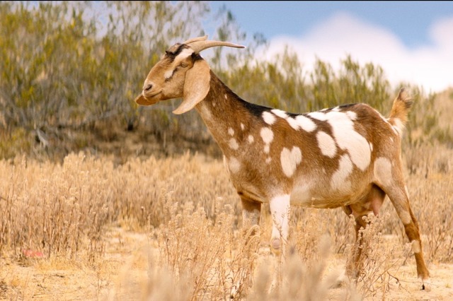 『パーム・スプリングス』(c)2020 PS FILM PRODUCTION,LLC ALL RIGHTS RESERVED.