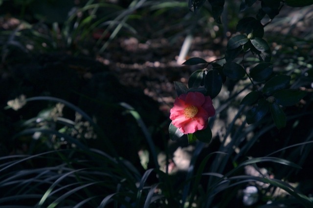 『椿の庭』（C）2020 “A Garden of Camellias” Film Partners