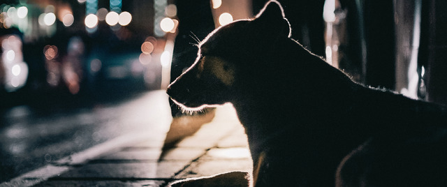 『犬は歌わない』（C）Raumzeitfilm