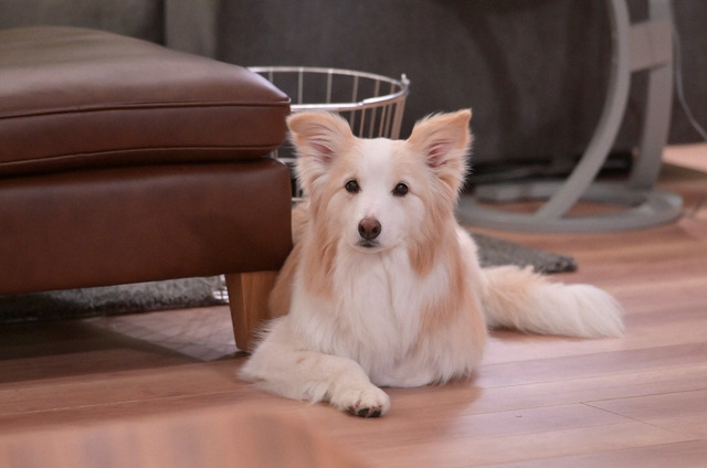 「着飾る恋には理由があって」第7話（C）TBS