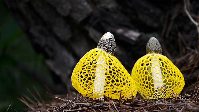 『素晴らしき、きのこの世界』(C)2018, Fantastic Fungi, LLC