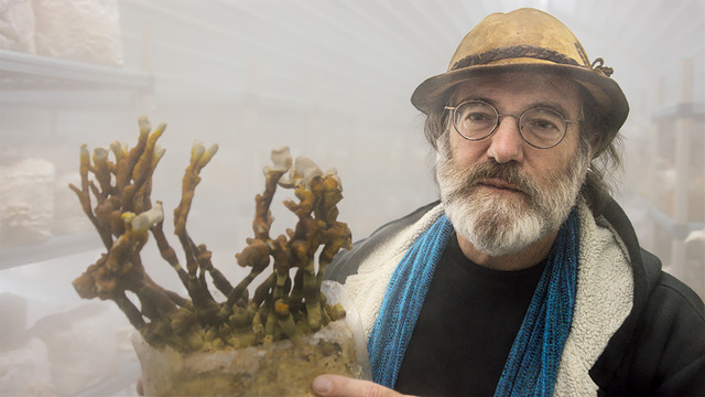 『素晴らしき、きのこの世界』(C)2018, Fantastic Fungi, LLC