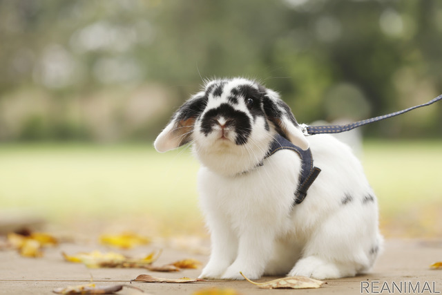 ホーランドロップの「ゴジラ」ちゃん