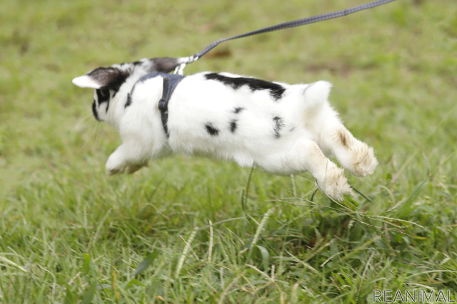 ホーランドロップの「ゴジラ」ちゃん
