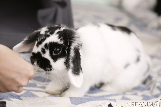 ホーランドロップの「ゴジラ」ちゃん