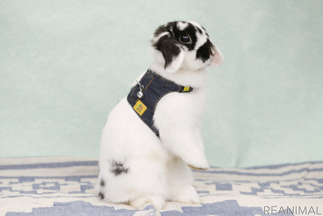 ホーランドロップの「ゴジラ」ちゃん