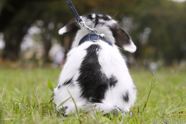 ホーランドロップの「ゴジラ」ちゃん