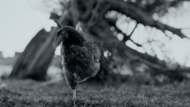 『GUNDA／グンダ』（C）2020 Sant & Usant Productions. All rights reserved.