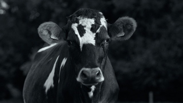 『GUNDA／グンダ』（C）2020 Sant & Usant Productions. All rights reserved.