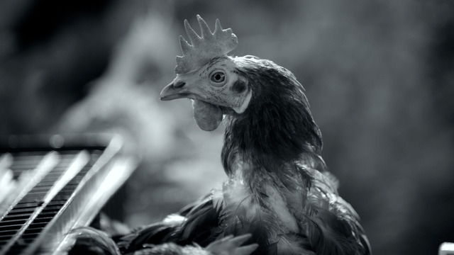 『GUNDA／グンダ』（C）2020 Sant & Usant Productions. All rights reserved.