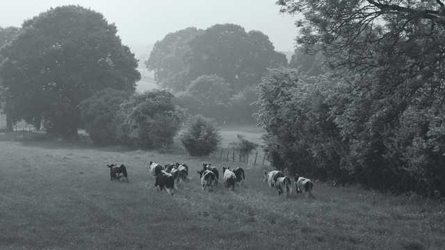 『GUNDA／グンダ』（C）2020 Sant & Usant Productions. All rights reserved.