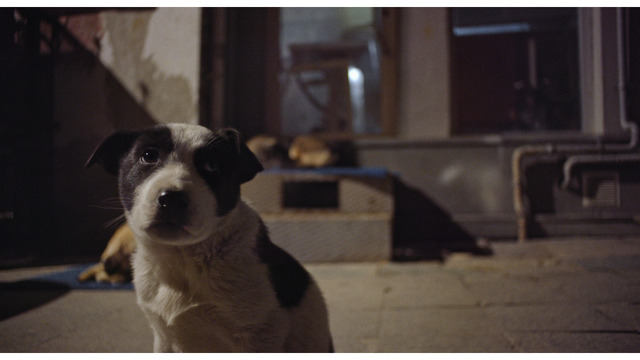 【ご招待】『ストレイ 犬が見た世界』シネマカフェオンライン試写会に40名様