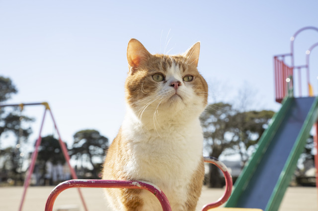 「ねこ物件」ぽんず　(C)2022「ねこ物件」製作委員会