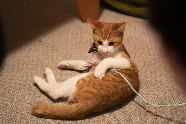 「ねこ物件」シシマル　(C)2022「ねこ物件」製作委員会