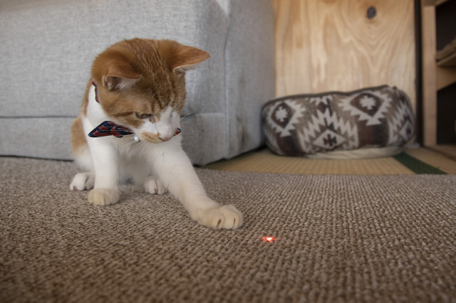 「ねこ物件」シシマル　(C)2022「ねこ物件」製作委員会