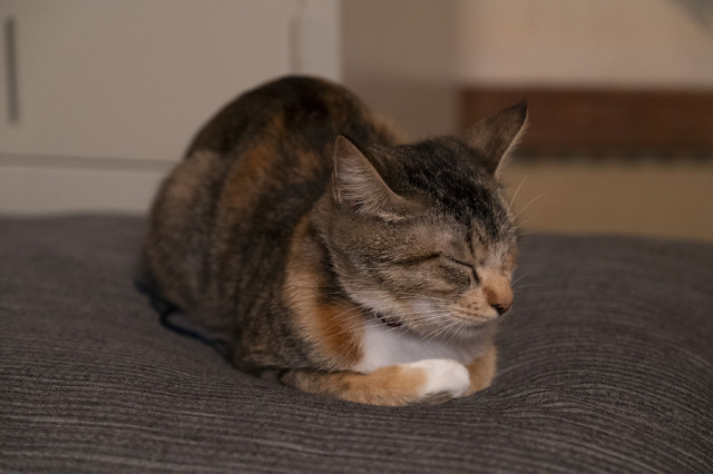 「ねこ物件」チャー(C)2022「ねこ物件」製作委員会