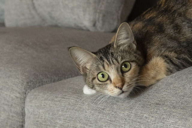 「ねこ物件」チャー　(C)2022「ねこ物件」製作委員会