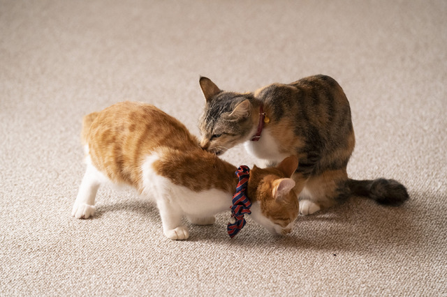 「ねこ物件」チャーとシシマル　(C)2022「ねこ物件」製作委員会