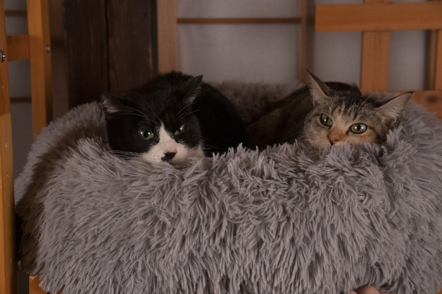 「ねこ物件」チャーとひげ(C)2022「ねこ物件」製作委員会