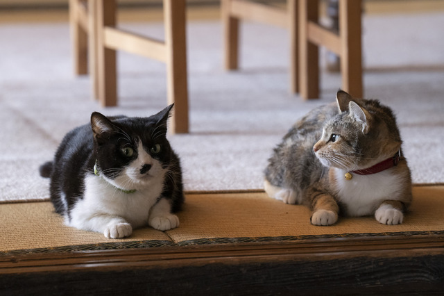 「ねこ物件」チャーとクロ(C)2022「ねこ物件」製作委員会