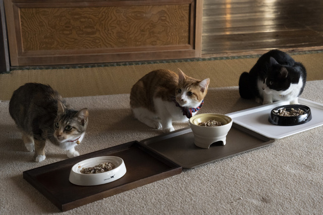 「ねこ物件」チャー、シシマル、ひげ　(C)2022「ねこ物件」製作委員会