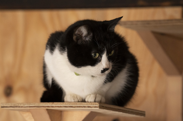 「ねこ物件」ひげ　(C)2022「ねこ物件」製作委員会