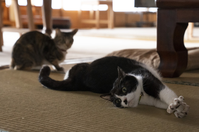 「ねこ物件」ひげとチャー　(C)2022「ねこ物件」製作委員会