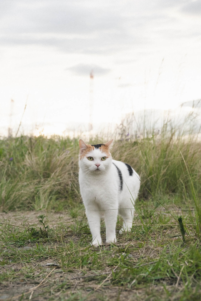 『猫は逃げた』（C）2021『猫は逃げた』フィルムパートナーズ