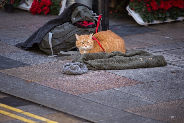 『ボブという名の猫2 幸せのギフト』（C） 2020 A GIFT FROM BOB PRODUCTION LTD. ALL RIGHTS RESERVED.