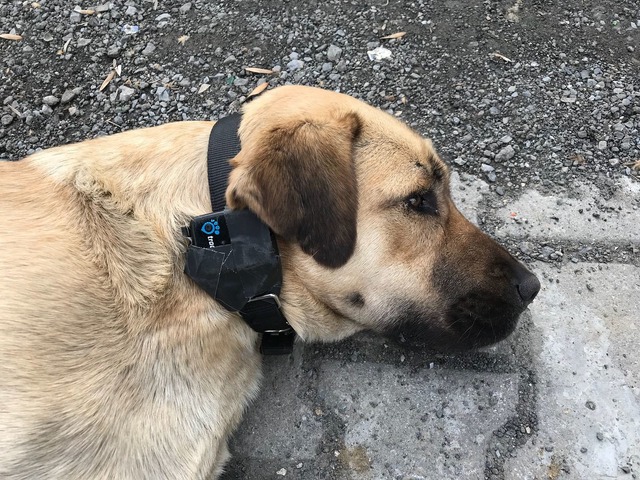 『ストレイ 犬が見た世界』メイキング　(C)2020 THIS WAS ARGOS,LLC