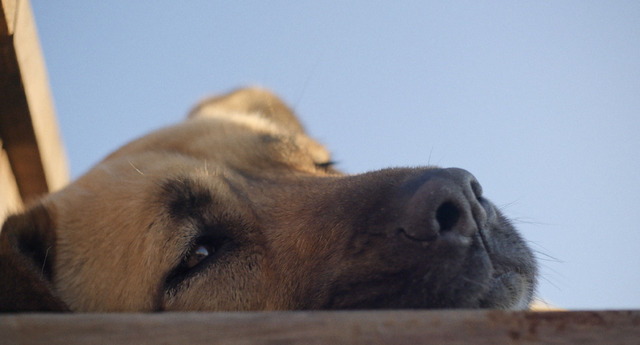 『ストレイ 犬が見た世界』（C）2020 THIS WAS ARGOS,LLC