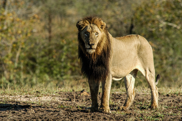 「アフリカ 野生の掟」（C）Lion Mountain Me