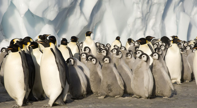 「フローズン プラネット」-(c) 2012 BBC Worldwide Ltd.BBC and the BBC logos are trademarks of the British Broadcasting Corporation and are used under licence.BBC logo (c) BBC 1996. All Rights Reserved.