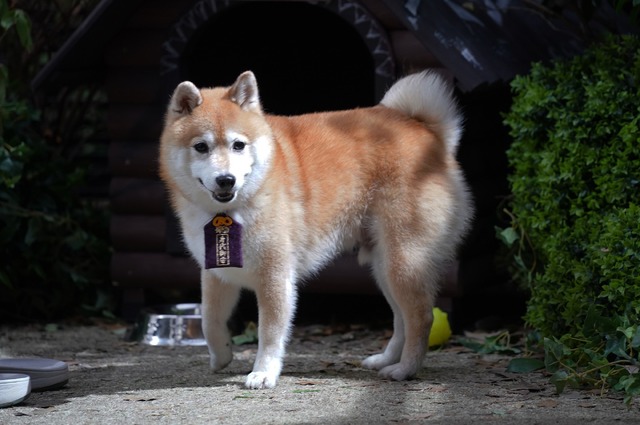 「ナンバMG5」最終話（C）フジテレビ