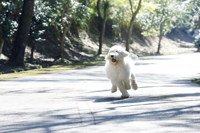 『ハウ』オフショット（C）2022「ハウ」製作委員会