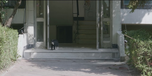 『猫たちのアパートメント』©2020 MOT FILMS All rights reserved.