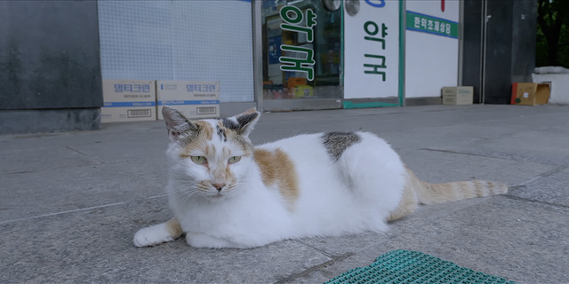 『猫たちのアパートメント』©2020 MOT FILMS All rights reserved.