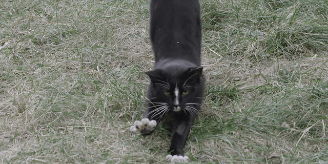 『猫たちのアパートメント』©2020 MOT FILMS All rights reserved.