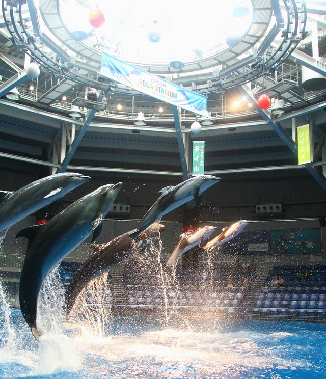 『君と歩く世界』とのタイアップが決定した「エプソン 品川アクアスタジアム」イルカショー