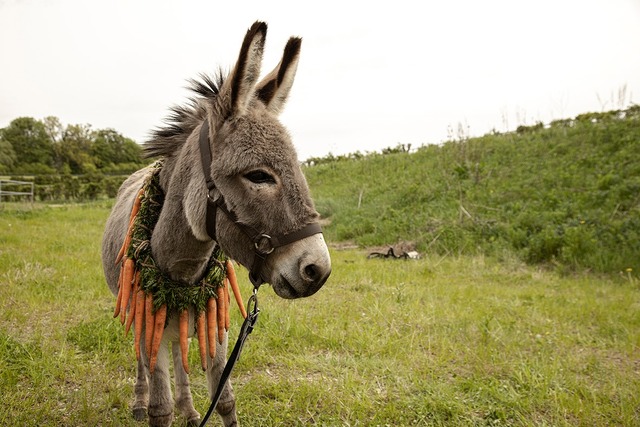 『EO』© 2022 Skopia Film, Alien Films, Warmia-Masuria Film Fund/Centre for Education and Cultural Initiatives in Olsztyn, Podkarpackie Regional Film Fund, Strefa Kultury Wrocław, Polwell, Moderator Inwestycje, Veilo ALL RIGHTS RESERVED