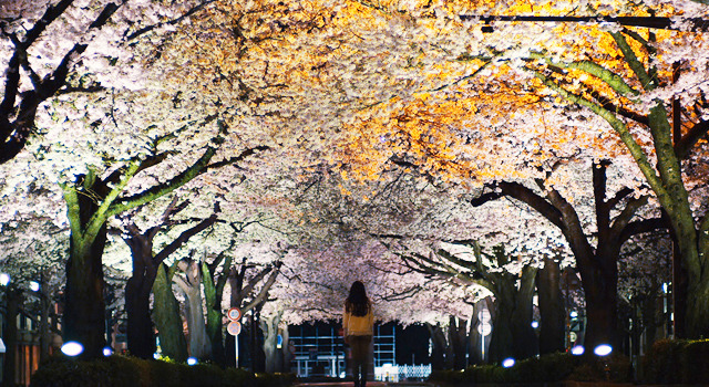 『桜並木の満開の下に』 -(C) 2012『桜並木の満開の下に』製作委員会
