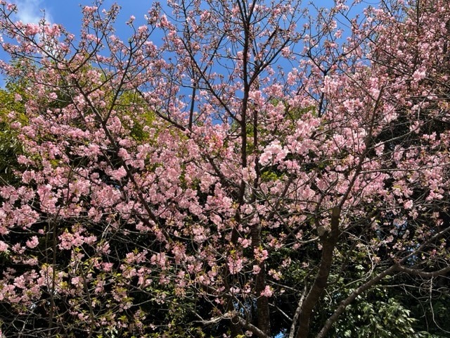 イクスピアリの「河津桜」