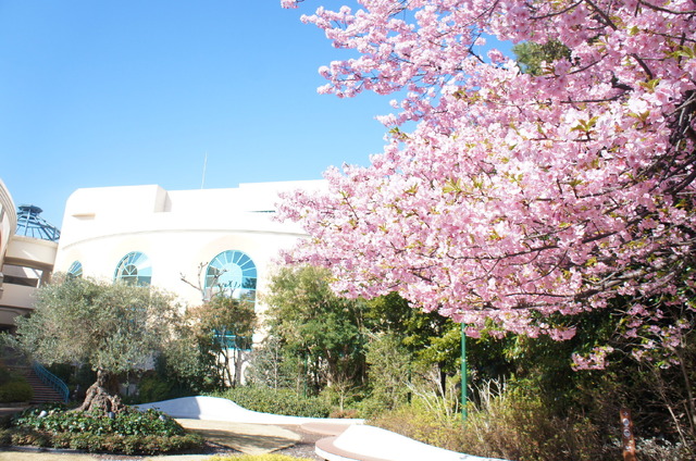 満開時の「河津桜」（イメージ）