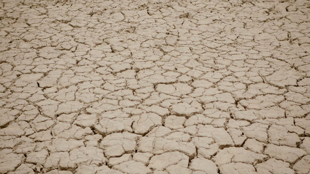 『グレート・グリーン・ウォール』© GREAT GREEN WALL, LTD