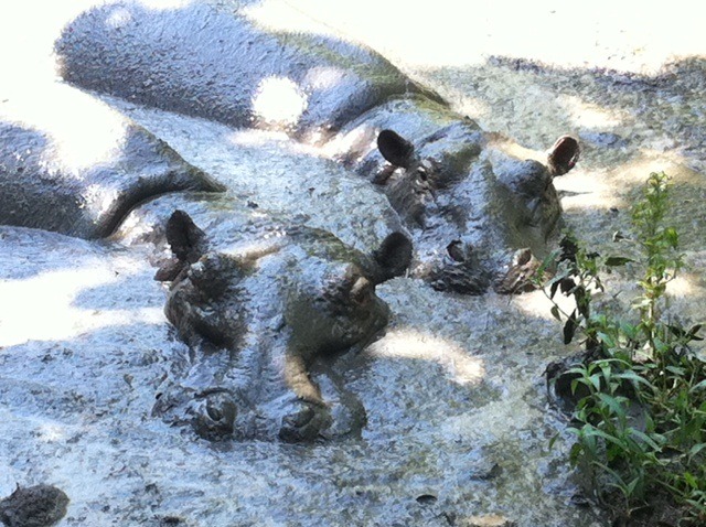 【MOVIEブログ】上映・動物園・JKT！