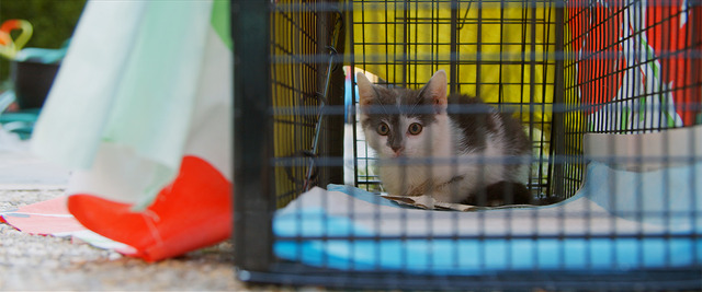 『猫と、とうさん』© Gray Hat Productions LLC 2021.