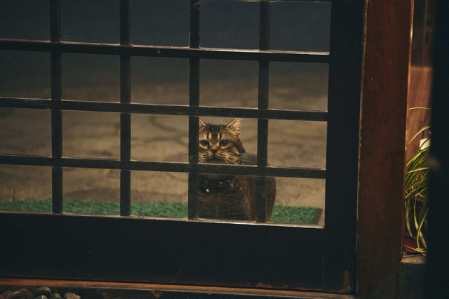 高級天ぷら屋の前で人間を誘惑するトラ「季節のない街」　ディズニープラス「スター」で8月9日(水)より全10話一挙独占配信