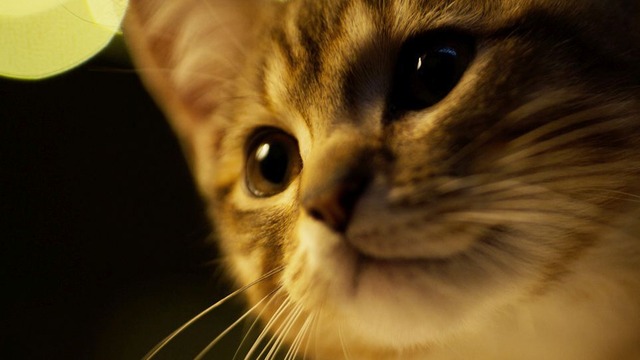『ルー、パリで生まれた猫』© 2023 MC4–ORANGE STUDIO–JMH & FILO Films