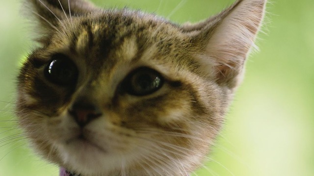 『ルー、パリで生まれた猫』　© 2023 MC4–ORANGE STUDIO–JMH & FILO Films